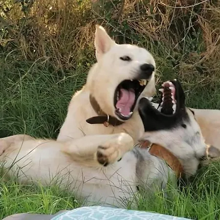Kır Evi La Casina Di Lu *