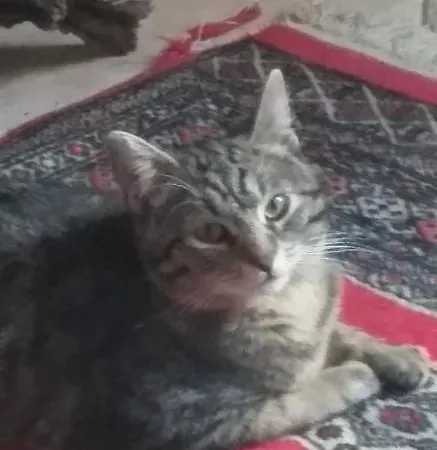 Kır Evi La Casina Di Lu